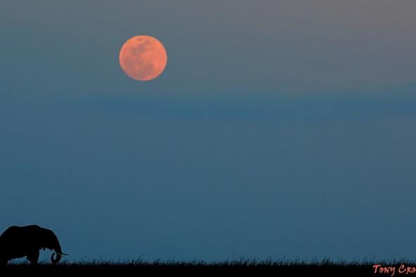 les-dieux-de-la-savane-ne-sont-pas-photographes-70