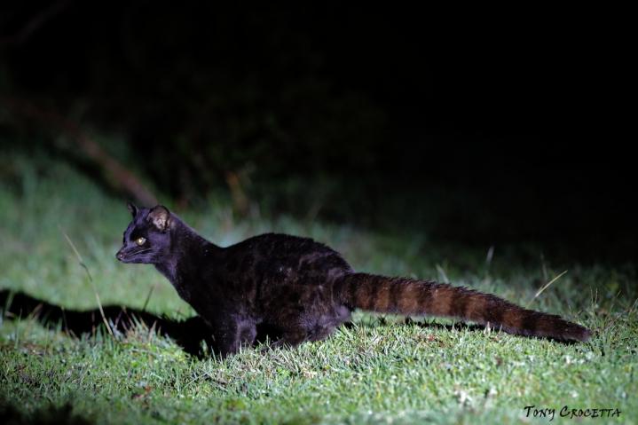 Aberdares... La quête du Graal noir !