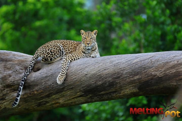 Une journée de safari à Masai-Mara chez Melting Pot Safaris