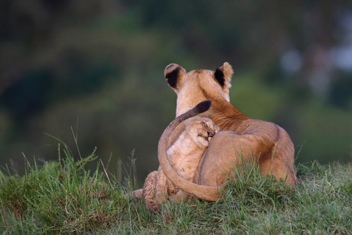 Du bureau à la savane...