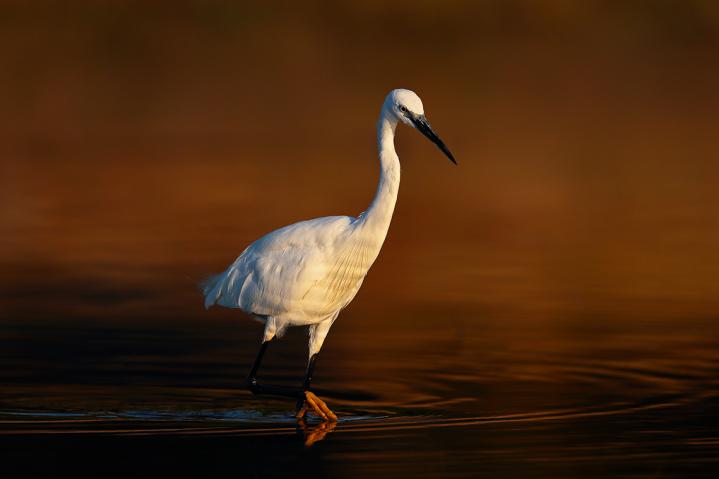 Aigrette Garzette