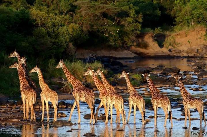 LES GIRAFES