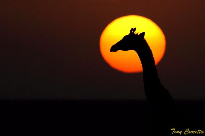 Masai-Mara, 06h00 du matin