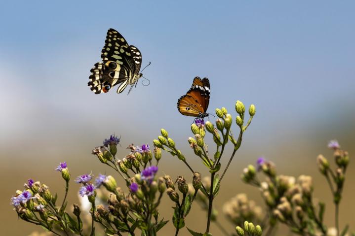 HAUTE VOLTIGE DANS LA SAVANE