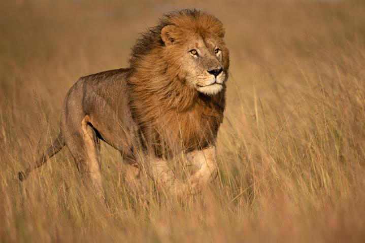 Masai-Mara