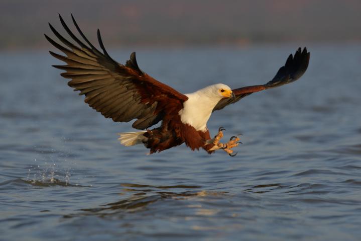 Lac Baringo