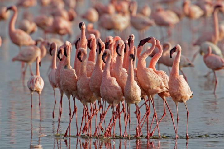 Lac Bogoria